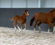 6 week old filly by Ibiza out of an imported State Premium mare by Quasar de Charry (Quaterback)