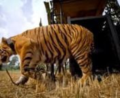 To donate visit: https://gopro-panthera.charity.org/nnWhen Muli, a wild tiger in Sumatra, is rescued by the Tambling Wildlife Nature Conservation, she brings together scientists, conservationists and poachers in this story of survival. Muli is one of 400 Sumatran Tigers left in the world. The entire tiger population is on the brink of extinction because of poachers who sell their skins and bones, and the illegal market which consumes them.nnEvery school child across the globe knows the tiger, an
