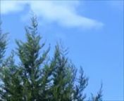 An observational video capture of a tree swaying in the wind and edited down to around three minutes. Ayshia Taskin, October 31st 2015