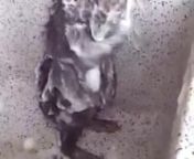 Um ratinho tomando banho... from tomando banho