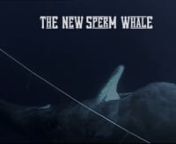 Sperm Whales are back, and learning how to steal fish off their hooks. They are also learning how to speak a special