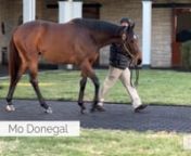 Spendthrift Farm has added four new stallions to their extensive roster for 2023. Of those, two carry the weighty distinction of winning a graded stakes at two.Mo Donegal (Uncle Mo) took home a hard-fought win in the 2021 GII Remsen S. and went on to claim a Classic victory this year, while his new studmate Jackie&#39;s Warrior (Maclean&#39;s Music) came close to an undefeated season at two, but upped his game at three to be named Eclipse Champion Sprinter in 2021.