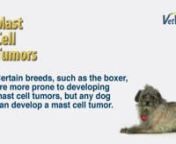In this video, Dr. Mona Rosenberg discusses mast cell tumors in dogs: what they are, how they are diagnosed and an overview of treatment options. This information is not meant to replace the advice of your regular veterinarian.