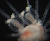 Ectopleura obypa (Hydrozoa, Cnidaria) foi descrita por Migottosão revestidos por um perissarco liso, sem anelações, de cor marrom clara. A região do pescoço é muito flexível e mais clara que o restante do hidrocaule, sendo recoberta por um perissarco fino e elástico, possibilitando ao hidrante movimentar-se para todos os lados. O hidrante possui uma coroa de 16 a 30 tentáculos aborais filiformes, com nematocistos concentrados ao longo da superfície adoral (interna). Os tentáculos or