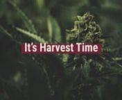 Picking the optimal harvest time for cannabis is a key skill for new growers, but it&#39;s confusing at first. This video shows you exactly what to look for.nnNot sure if your buds are ripe enough to harvest? We&#39;ll show you what to look out for to maximise both potency and yield. This is by far one of the hardest, most important, and most confusing skills all new growers must master to be successful. Our video shows you exactly what to look for, including how to time your harvest for either a relaxi