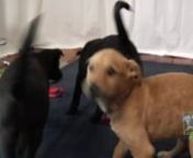 Check out these adorable puppies available from Lucky Dog Animal Rescue.The puppies are a lab/mix and should grow to be between 40-60 pounds.nnFor more info email info@luckydoganimalrescue.orgnnthis week&#39;s adoption events:nSat, Feb 26, 2011 12:00 PM - Sat, Feb 26, 2011 2:00 PMnnWhere: Whole Pet Central -- BB&amp;T Center at 304 Elden Street (at the intersection of Herndon Parkway) Herndon, VAnnnSun, Feb 27, 2011 12:00 PM - Sun, Feb 27, 2011 2:00 PMnnWhere: Columbia Petco -- 6181 Old Dobbin L
