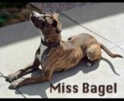 Little Miss Bagel is a leggy young, petite sprite whose beautiful brindle coat is as soft as silk, and whose personality is as sweet as spun sugar. She loves to frolic and play, but she will just as soon drop her toy of choice to run over and give you a wet kiss on the cheek. Bagel will lean into you for hugs and rubs, and then when you announce it is time to play again, she will obediently run over to fetch her toy and drop it at your feet for you to throw. This smart girl is also housebroken,