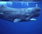 Hvaler udvikledes for mere end 30 millioner år siden til et liv i vand, hvor de som luftåndende pattedyr skal opretholde adgangen til to vitale ressourcer; ilt ved overfladen og føde på store havdybder. nnDe mere end firs arter af nulevende hvaler har tilpasset sig en lang række fødenicher i det marine miljø lige fra marsvin på 50 kg, der fanger sild i Århus bugten, over en 150 tons tung blåhval, der lever af små krebsdyr udfor Antarktis, til verdens største tandbærende rovdyr, kask