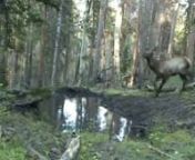 Elk playing in the mud from elk