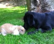 Los conejos y los perros se llevan estupendamente, Dora, nuestra labradora en este video se muestra cariñosa, lamiendo a Puerquita e intentando jugar con ella.