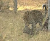A young leopard cub’s grim fate is sealed when it is paralysed – possibly in a skirmish with other predators. The injury is fatal and things turn even more tragic when the cub’s mother, perhaps in a mercy killing, eats her own young.