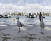 &#39;This video features a seagull that somehow found out that the camera was looking for someone &#92;