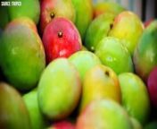 Farmers Produce Millions Of Tons Of Mangoes from aleksa milky way