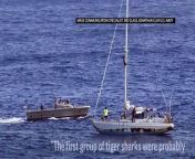 Their engine crippled, their mast damaged, two Honolulu women aboard a 50-foot sailboat drifted helplessly in the Pacific in a five-month ordeal before they were finally rescued by the Navy.