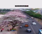 Hyderabad new look turning pink from remix pink panther