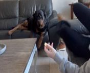 If Paramount Pictures ever greenlights a doggo spin-off of Mission Impossible, the star of this clip would be perfect for the lead role! &#60;br/&#62;&#60;br/&#62;Shared by Anouk, this comical video depicts her experiment to see how her pet pup would react if she pretended to fall asleep with a tempting cheese stick in hand. &#60;br/&#62;&#60;br/&#62;With sleek finesse, the pup stealthily snatches the cheese without disturbing Anouk, providing her with the answer she sought.&#60;br/&#62;Location: Zwijndrecht, the Netherlands&#60;br/&#62;&#60;br/&#62;WooGlobe Ref : WGA116633&#60;br/&#62;For licensing and to use this video, please email licensing@wooglobe.com