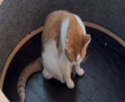 When Mary surprised her adorable pet felines with a cat wheel, their initial reaction wasn&#39;t quite what she hoped for! &#60;br/&#62;&#60;br/&#62;But after some awkward attempts to figure out their newest gift, one of the cats had an epiphany and started strutting on the wheel like a furry hamster on a mission! &#60;br/&#62;&#60;br/&#62;&#92;