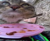 Occurred on January 20, 2024 / Aktau, Kazakhstan&#60;br/&#62;&#60;br/&#62;: I feed street stray animals in an unusual way, using a remote control machine and a video camera.