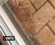 A woman was given a shock when she spotted a giant rat lying down right outside the door leading to her garden.&#60;br/&#62;&#60;br/&#62;Wendy King was in her kitchen when spotted the huge rodent just outside her glass door on February 18.&#60;br/&#62;&#60;br/&#62;A video shows the rat lying down docilely still as she can be heard saying &#92;