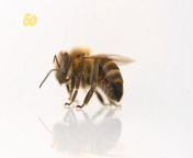 Underestimated for decades, mostly because their brain is so tiny, bumblebees are finally getting their due. Recent research has revealed that bees have a human-like collective intelligence we didn’t really know existed. We knew they were smart, sure, but that they can teach their tricks to others, that’s news to us. Yair Ben-Dor has more.