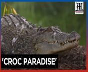Australia works to save crocodiles from extinction&#60;br/&#62;&#60;br/&#62;Conservation efforts in Australia&#39;s north have helped save saltwater crocodiles from extinction. Experts like Grahame Webb and Charlie Manolis praise a program that collects wild eggs, removes problem crocodiles, and promotes safety, allowing locals and crocodiles to coexist. Darwin&#39;s Crocodylus Park, run by Webb, houses crocodiles removed for threatening cattle or people. Keeper Jess Grills says her tours help visitors appreciate these reptiles.&#60;br/&#62;&#60;br/&#62;Video by AFP&#60;br/&#62;&#60;br/&#62;Subscribe to The Manila Times Channel - https://tmt.ph/YTSubscribe &#60;br/&#62;&#60;br/&#62;Visit our website at https://www.manilatimes.net &#60;br/&#62;&#60;br/&#62;Follow us: &#60;br/&#62;Facebook - https://tmt.ph/facebook &#60;br/&#62;Instagram - https://tmt.ph/instagram &#60;br/&#62;Twitter - https://tmt.ph/twitter &#60;br/&#62;DailyMotion - https://tmt.ph/dailymotion &#60;br/&#62;&#60;br/&#62;Subscribe to our Digital Edition - https://tmt.ph/digital &#60;br/&#62;&#60;br/&#62;Check out our Podcasts: &#60;br/&#62;Spotify - https://tmt.ph/spotify &#60;br/&#62;Apple Podcasts - https://tmt.ph/applepodcasts &#60;br/&#62;Amazon Music - https://tmt.ph/amazonmusic &#60;br/&#62;Deezer: https://tmt.ph/deezer &#60;br/&#62;Stitcher: https://tmt.ph/stitcher&#60;br/&#62;Tune In: https://tmt.ph/tunein&#60;br/&#62;&#60;br/&#62;#TheManilaTimes&#60;br/&#62;#tmtnews&#60;br/&#62;#crocodile&#60;br/&#62;#australia