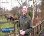 Wildwood keeper Donovan Wright on the arrival of two new bison at the Blean Bison Project