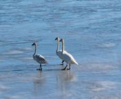 These Trumpeter Swans weren&#39;t afraid of the chilling weather conditions outside. They all gathered around a frozen lake to swim in ice-cold water.