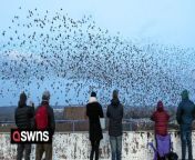 Crowds of bird watchers have been flocking to a rundown multi-storey car park to watch stunning starling murmurations.&#60;br/&#62;&#60;br/&#62;Tens of thousands of the birds have been returning every night to the Kingfisher Shopping Centre in Redditch, Worcs.&#60;br/&#62;&#60;br/&#62;Local residents started posting videos of the murmurations on social media since they started their displays in January.&#60;br/&#62;&#60;br/&#62;Their breathtaking aerial acrobatics have attracted hundreds of people who watch the birds from the top of the shopping centre.&#60;br/&#62;&#60;br/&#62;Shop worker Angie Wilson, 30, said she first noticed the starlings while walking home from work one January evening.&#60;br/&#62;&#60;br/&#62;She said: “It was just incredible, the entire sky seemed to go dark with birds and the noise was something else, like a screeching that just got louder and louder.&#60;br/&#62;&#60;br/&#62;“The way the starlings all moved together as one giant shape was mesmerising. I just stood and watched them for ages.&#60;br/&#62;&#60;br/&#62;“Since then I come down most nights when it’s not raining to watch them do their thing. &#60;br/&#62;&#60;br/&#62;&#92;
