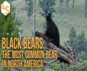American black bears are the smallest and most common bear in North America. They are highly adaptable, with a diet that includes honey and moose.