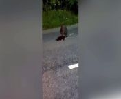 A startled motorist has captured footage of a wallaby bouncing along a main road - in Devon.&#60;br/&#62;&#60;br/&#62;The driver pulled over near Crediton after the marsupial appeared at the side of a main road.&#60;br/&#62;&#60;br/&#62;A video of the encounter last week was sent to documentary filmmaker and wildlife researcher Tim Whittard, who investigates reports of out-of-place animals.