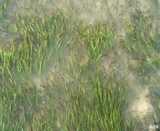 Seagrass acts as a carbon sink. Now people in Kenya are planting it and reaping the benefits.