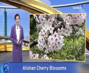 The Alishan Cherry Blossom Festival in southern Taiwan opened Sunday. Organizers say the trees bloomed ten days earlier than last year due to a warmer winter.