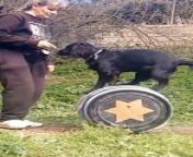 These dogs were training to walk while balancing on a barrel. Their trainer led their way and the dogs skillfully managed to walk on the barrel&#60;br/&#62;&#60;br/&#62;“The underlying music rights are not available for license. For use of the video with the track(s) contained therein, please contact the music publisher(s) or relevant rightsholder(s).”