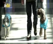 In Turkey, a therapy dog program has started a much needed program in the halls of Istanbul airport where five therapy dogs have been walked around in search of pets and belly rubs from passengers who need a break from the stress of traveling.A first class way to calm one’s nerves before boarding a flight. Yair Ben-Dor has more.