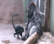This adorable Mangabey monkey was craving some attention. They tried to get their silverback gorilla friend to play by hopping around them. Although the gorilla remained calm, the monkey continued poking them in hopes of gaining their attention.