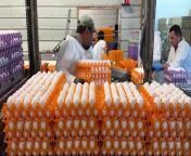 The largest producer of fresh eggs in the U.S. said Tuesday it had temporarily halted production at a Texas plant after bird flu was found in chickens, and officials said the virus had also been detected at a poultry facility in Michigan.