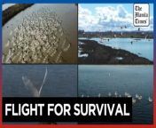 Rising temperatures force migratory birds to leave haven in Albania&#60;br/&#62;&#60;br/&#62;The Vain Lagoon in Albania, once a haven for migratory birds, is losing its wildlife due to rising temperatures and pollution caused by climate change, making it harder for birds to find food and suitable habitats during their annual journeys north.&#60;br/&#62;&#60;br/&#62;Video by AFP&#60;br/&#62;&#60;br/&#62;Subscribe to The Manila Times Channel - https://tmt.ph/YTSubscribe&#60;br/&#62;&#60;br/&#62;Visit our website at https://www.manilatimes.net&#60;br/&#62;&#60;br/&#62;Follow us:&#60;br/&#62;Facebook - https://tmt.ph/facebook&#60;br/&#62;Instagram - https://tmt.ph/instagram&#60;br/&#62;Twitter - https://tmt.ph/twitter&#60;br/&#62;DailyMotion - https://tmt.ph/dailymotion&#60;br/&#62;&#60;br/&#62;Subscribe to our Digital Edition - https://tmt.ph/digital&#60;br/&#62;&#60;br/&#62;Check out our Podcasts:&#60;br/&#62;Spotify - https://tmt.ph/spotify&#60;br/&#62;Apple Podcasts - https://tmt.ph/applepodcasts&#60;br/&#62;Amazon Music - https://tmt.ph/amazonmusic&#60;br/&#62;Deezer: https://tmt.ph/deezer&#60;br/&#62;Tune In: https://tmt.ph/tunein&#60;br/&#62;&#60;br/&#62;#TheManilaTimes&#60;br/&#62;#tmtnews&#60;br/&#62;#migration&#60;br/&#62;#birds&#60;br/&#62;#albania