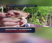 The environment department in Soccsksargen files a criminal case against vlogger Ryan Parreño and his companion, Sammy Estrebilla, for ‘maltreating’ two tarsiers based on a viral video shot in Barangay Maligo in Polomolok, South Cotabato.&#60;br/&#62;&#60;br/&#62;Full story: https://www.rappler.com/nation/mindanao/denr-files-criminal-case-vlogger-maltreatment-tarsiers/