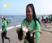In Brazil, as beachgoers enjoy a day in the sun and sand, a group of volunteer biologists from the Aruana Project set up a fishing net, in the hopes of capturing local Green sea turtles, so they can give them a checkup and medical care, if necessary. Yair Ben-Dor has more.