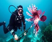 Lionfish may be beautiful, but they are eating their way through ecosystems across the Caribbean, where they have few predators. In Colombia, spear fishers are now catching them — and local restaurants are hoping that more people will start to eat these venomous creatures.