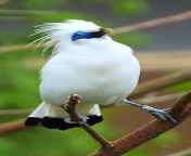 Exotic bird of jungle singing, jungle bird survive, beautiful bird