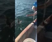 This fisherman saw a blind bird while fishing. He called the bird near the boat and offered it a fish. The fish followed the sounds and swiftly grabbed the fish out of his hand.