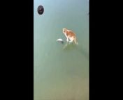 Cat trying to catch a frozen fish under the ice from maram dili sene dili