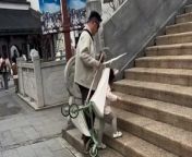 A dad came up with a smart hack to get his tot&#39;s pram up a flight of stairs without having to unstrap her or carry her. &#60;br/&#62;&#60;br/&#62;The funny video shows Mr. Zhang from Wuxi, China smoothly flipping the pram over - allowing his daughter Zhang Youwen to walk up the stairs.&#60;br/&#62;&#60;br/&#62;According mum Ms Zhang, there are many bridges and stairs in Wuxi&#39;s tourist areas so the dad and daughter duo often cooperate to making each other&#39;s life easier.