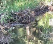 This Beaver Dam is So Huge, You Can See It from Space _ Climate Heroes from bbw big wap dam com