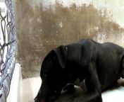 Old film❤️Brad Sit(Dash) 1y A588139 American Stafford another Doggie that melts my Heart practicing Sit & Lay Down kennel 8 Pima Animal Care Center❤️4000 N. Silverbell Tucson AZ 520-724-5900 on 3-27-2017adopted5-20-2017old from old guy doggie free porn sex with maid mp4