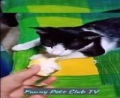Prepare to have your funny bone tickled with this side-splitting compilation of the funniest moments from our beloved furry friends! From playful kittens to goofy dogs, this video is a non-stop riot of laughter and joy. Watch as these adorable pets unleash their hilarious antics, leaving you in stitches. Whether they&#39;re chasing their tails, making funny faces, or getting into mischief, these furry comedians will brighten your day in an instant!&#60;br/&#62;&#60;br/&#62;#FunnyAnimalVideos #HilariousPets #CatsAndDogs #LaughOutLoud #PetComedy #FunnyMoments #AnimalAntics #PetVideos&#60;br/&#62;