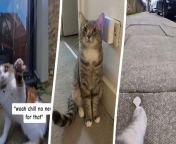 A pet owner who was curious about his cat&#39;s secret life when outside fitted him with a collar camera. &#60;br/&#62;&#60;br/&#62;The amazing POV footage shows the moggy leaping over garden walls, slipping through bushes and interacting with other cats.&#60;br/&#62;&#60;br/&#62;Abullah Garasia, 19, decided to fit Snowy, six, with a camera after he became curious about Snowy&#39;s whereabout during his morning walk. &#60;br/&#62;&#60;br/&#62;The moggy usually leaves the house for two hours every morning so Abdullah bought an Insta 360 camera from Amazon.&#60;br/&#62;&#60;br/&#62;Abdullah, from Hackney in London, said: &#92;
