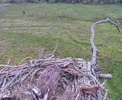 Glaslyn osprey born in 2022 returns to nest from vale lapalma