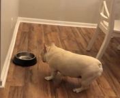 This dog hilariously barked and insisted their owner to offer them a second refill of breakfast in their bowl. Their owner politely declined their request. He then barked in a low tone and hilariously ran into the other room.